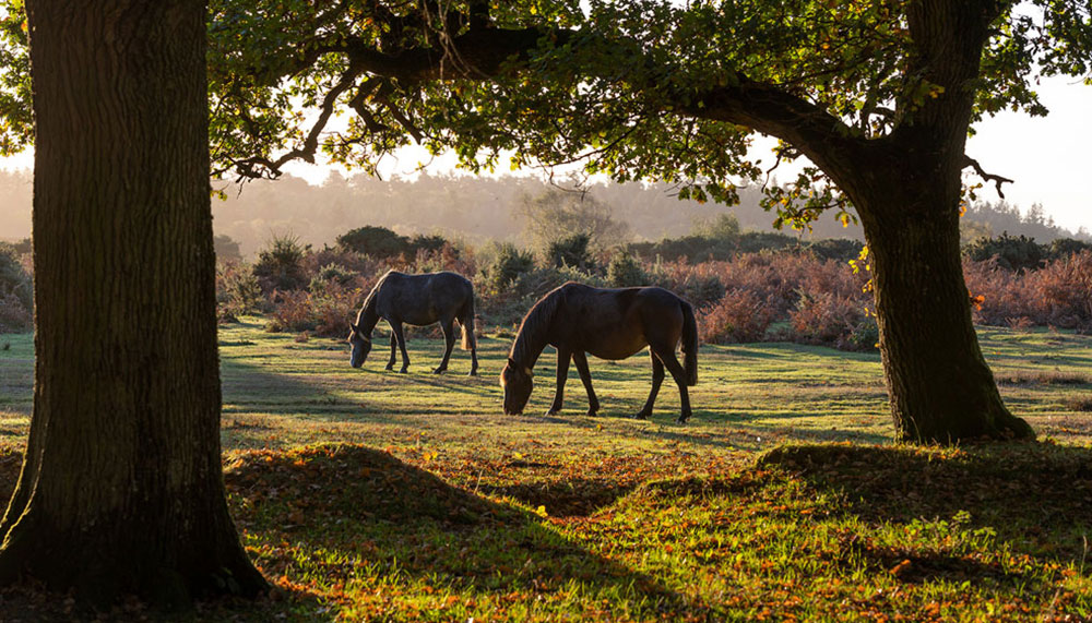 Hampshire